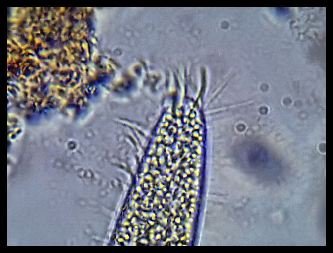 largeprotozoan.jpg